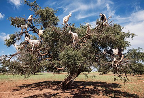 US Organic Moroccan Argan Oil, Cold-Pressed Virgin, USDA Certified, 100% Pure, Unrefined, for Hair, Skin, Nail & Cuticle Care, in Amber Glass Bottle, Sourced from Morocco (4 oz (Large))