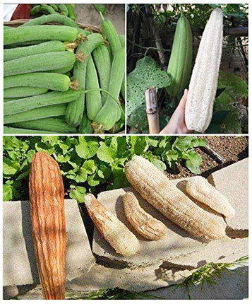 5" Natural Loofah Exfoliating Body Sponge Scrubber, Plant-Based Organic Loofa Luffa for Men & Women Skin Care Bath Shower Cleaning Back & Face, Natural Sponges for Dishes, Pack of 4