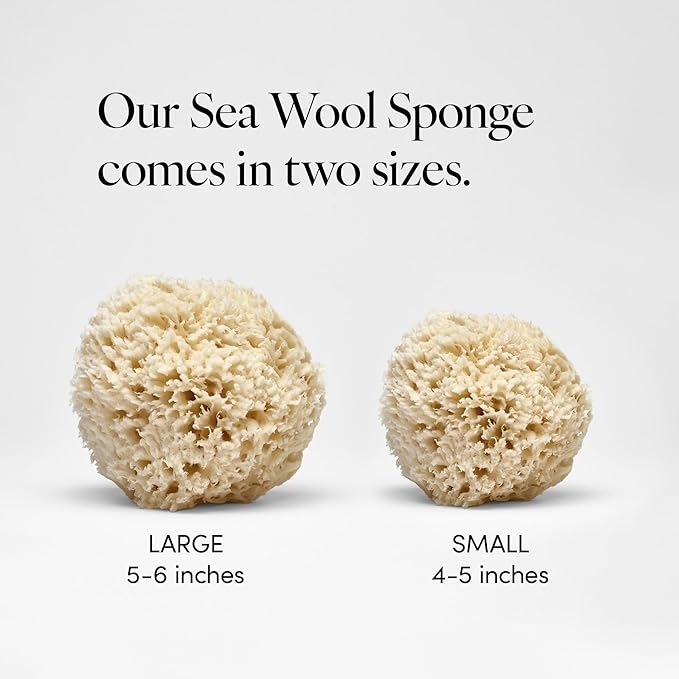 LATHER - Natural Sea Wool Sponge, 5-6" - Organic Exfoliating Body Scrubber - Soft, Gentle Cleansing - Hypoallergenic - All Skin Types - Florida Natural Loofah Sponge - Cruelty Free - Beauty & Skincare