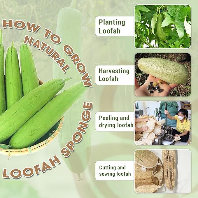 Vietnamese Natural Loofah Back Scrubber - 100% Plant-Based Exfoliation Shower Sponge, Handcrafted Whole Loofah Gourd with Jute Fiber Handle, Suitable for Men & Women (1-Pack)